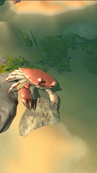 赶海之王(赶海模拟游戏)