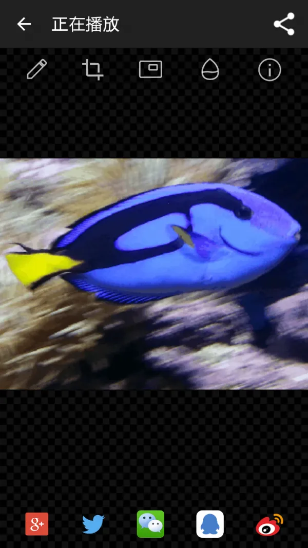 GIF工作室2025下载安装截图