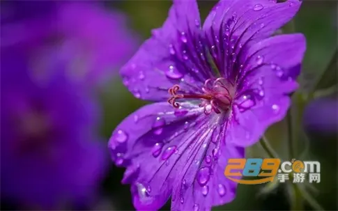 ����2025�ٷ����°汾