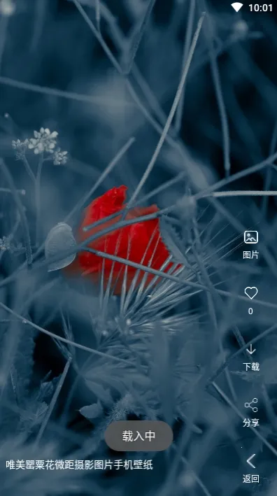 安果视频壁纸2025下载截图