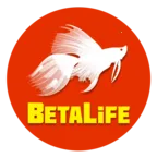 bitlife2025下载安装