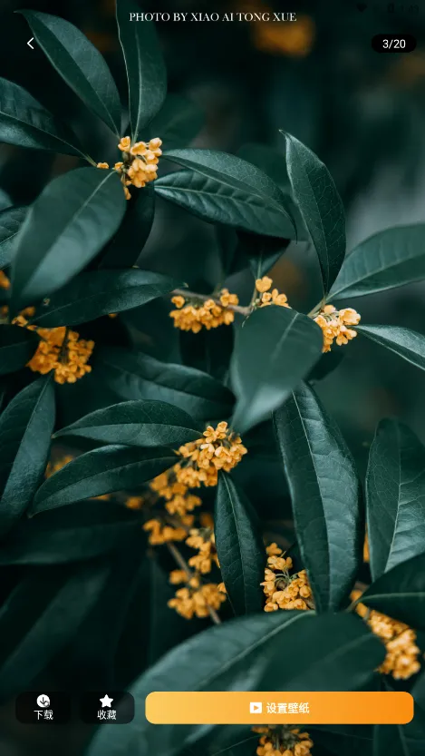 炫动次元壁纸2026最新版本截图