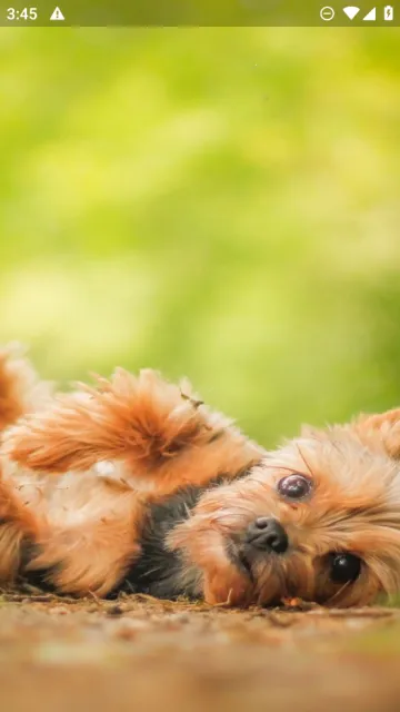 小狗交流器截图