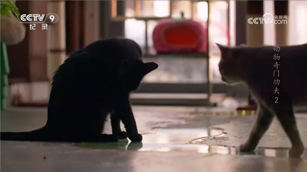 webview电视iOS版截图