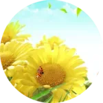 ���տ�Ӣ��(Ӣ��ѧϰ����)v1.0 ��׿��